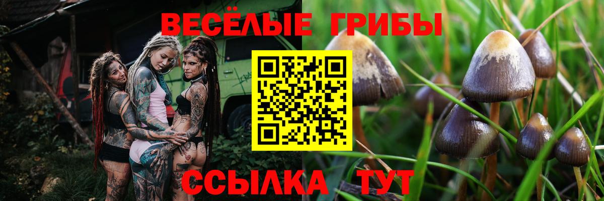 Галлюциногенные грибы Cubensis Новоалтайск